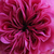 Violet-rose - Rosiers de Damas - Duc de Cambridge